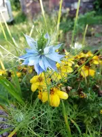 Garten 2020 (6249).webp