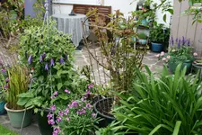 Terasse    0620.webp
