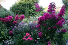 Terasse  4918.webp