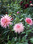 20200815_181922.jpg
