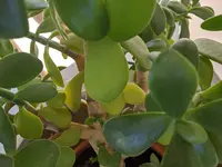 2020-08-16 09.40.29.webp