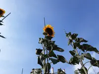 2020-08-17 15.59.34.webp
