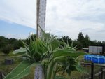 k-DSC03288.JPG