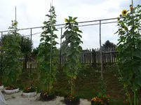 k-DSC03289.webp