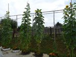 k-DSC03289.JPG