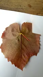 04.webp