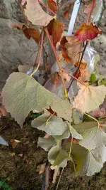 06.webp