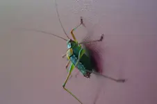 DSC00232.JPG