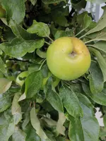 Apfel1.webp