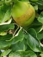 Apfel2.webp
