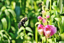 Schwarze Holzbiene a.webp