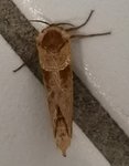 IMG_20200820_102904.jpg