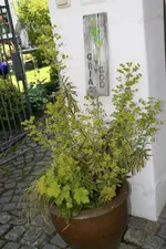 Empfangskomitee 0120.webp