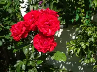 DSC01229.webp