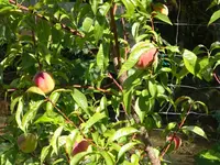 DSC01234.webp