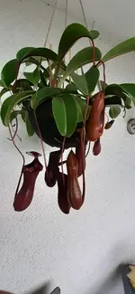 20200820_184245.webp
