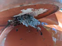 2020-08-21 08.26.55.webp