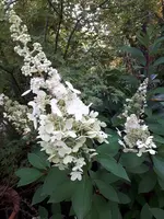 20200819_192041.webp