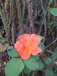 20200821_191733.jpg