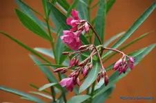 comp_DSC09333.webp