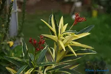 comp_DSC09334.webp