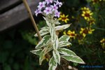 comp_DSC09337.jpg