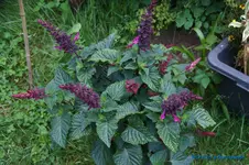 comp_DSC09339.webp