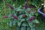 comp_DSC09339.jpg