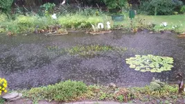 Regen.webp