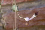 ceropegia_wodii_bluete.jpg