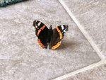 IMG_20200814_110639.jpg