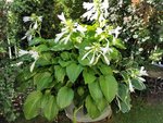 IMG_20200819_092648.jpg