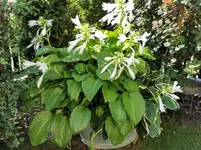 IMG_20200819_092648.webp