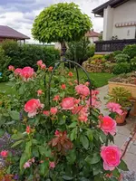 IMG_20200620_101733.webp