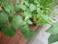 IMG_2567[1].webp