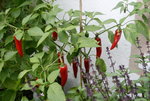 Chilie0718.JPG