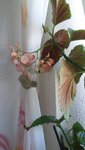 20200815_152959.jpg