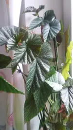 20200826_093350.webp