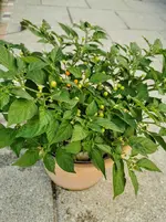 IMG_20200827_094042.webp