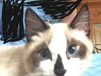 Oliver 2.webp