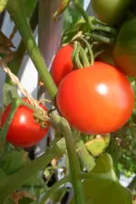 SAM_0003.webp