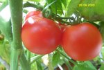 Tomaten Harzfeuer.JPG