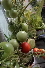 SAM_0009 (2).webp