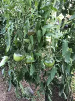IMG_6262.JPG