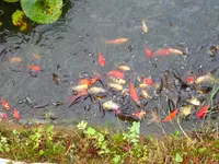 DSC01236.webp
