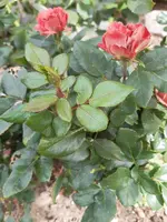 20200829_150231.webp