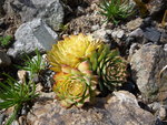 J.heuffelii_Golden Nugget_.JPG