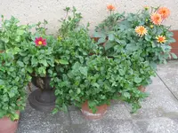 IMG_7253.webp