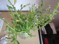 IMG_1863[1].webp