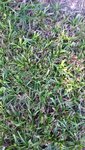 Gras.jpg